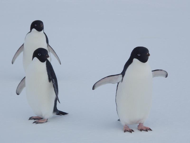 Adelie penguins 4.JPG